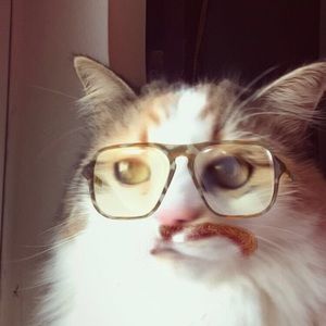 Meet your Posher, Pamela